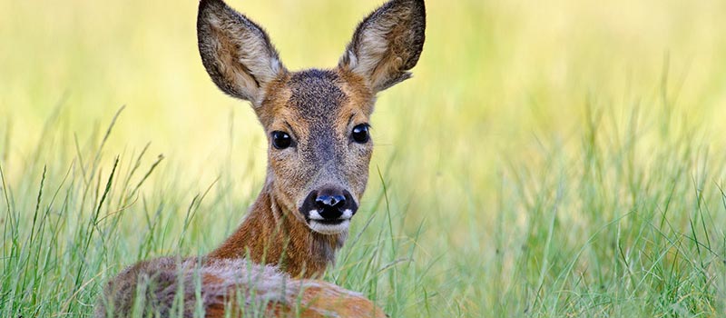 Naturfotografie - Willi Rolfes
